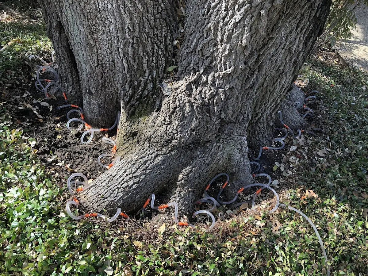 Detailed Tree Cabling and Bracing job site in Wright City